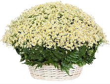 Цветочная композиция из Ромашки в корзине #REPLACE_PRED# Рыбной Слободе